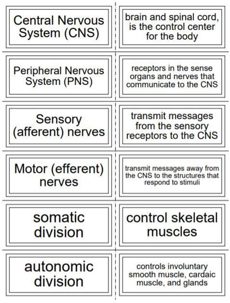 Impressive Nervous System Flashcards Anatomy Best Gre 2019