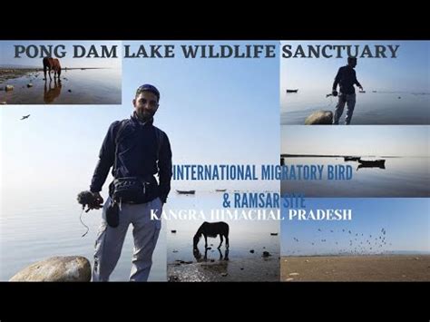 Pong Dam Lake Wildlife Sanctuary RAMSAR SITE Migratory Bird In