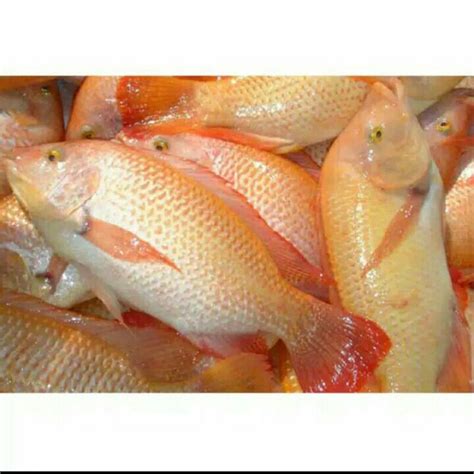 Jual Puri Segar Shop Ikan Nila Segar 500 Gram ORDERAN PAGI HARI