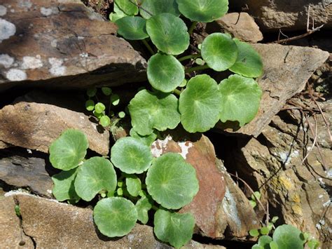 Ombelico Di Venere Umbilicus Rupestris Dandy Parco Nazionale Delle