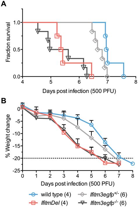 Ifitmdel And Ifitm Specific Knockout Mice Exhibit Indistinguishable