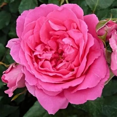 Rosa Pedir rosales árbol de rosas de flores en grupo rosal de pie