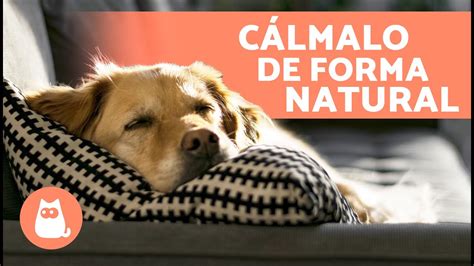 6 TRANQUILIZANTES NATURALES para PERROS Cómo Relajar a un Perro sin