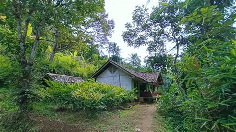 Luar Biasa Aktivitas Sore Di Kampung Yang Tenang Indah Alam Desanya