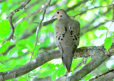 Birds In Nevada: 30 Species To Watch For In The Silver State