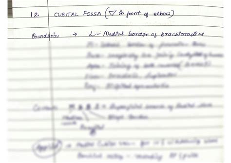 Solution Cubital Fossa Studypool