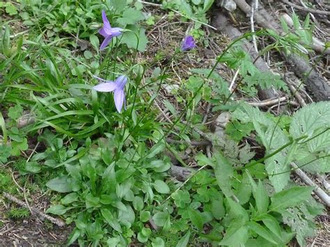 Campanula Patula Subsp Abietina Ausdauernde Wiesen Glocke Flickr