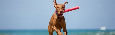 Playing Fetch with Your Dog | Preventive Vet Resources