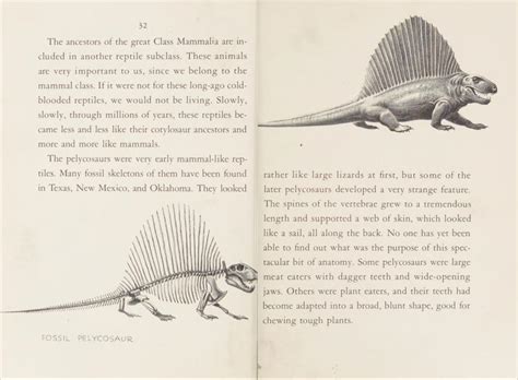 1959 Dimetrodon with Skeleton! by Kingofallkongs on DeviantArt