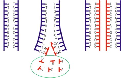 A Level Biology Chapter 3 3 9 DNA Replication And The Genetic Code