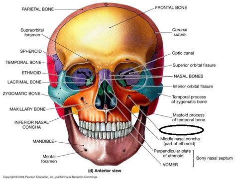 infraorbital - Google Search | Facial bones, Human skull drawing, Skull ...