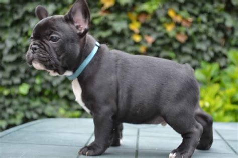 Bouledogue Francais Chiot A Vendre Starnimo