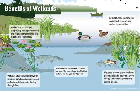 Featured Habitat Of The Week Coastal Wetlands By Daniel 45 Off