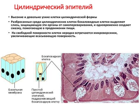Основы цитологического анализа - online presentation