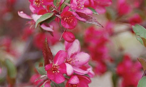 Royal Raindrops Crabapple Johnson S Nursery Knowledgebase