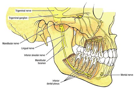 Upper Lip Nerve Dental Malpractice Central Inferior Alveolar Nerve Anatomy Nerve Anatomy