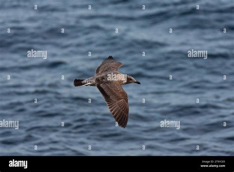 Gaviota De Patas Amarillas Larus Michahellis Atlantis En Las Azores