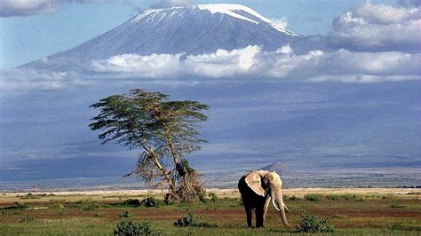 Monte Kilimanjaro Fondo De Pantalla Pxfuel