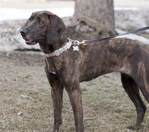 Extreme Dog Breeds Plott Hound