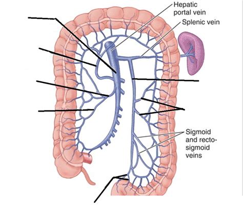 Colon Venous Drainage Diagram Quizlet