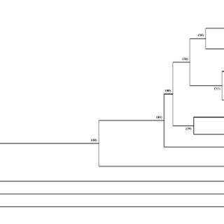 Neighbor Joining Dendrogram Of Groups Of J Regia Based On Neis