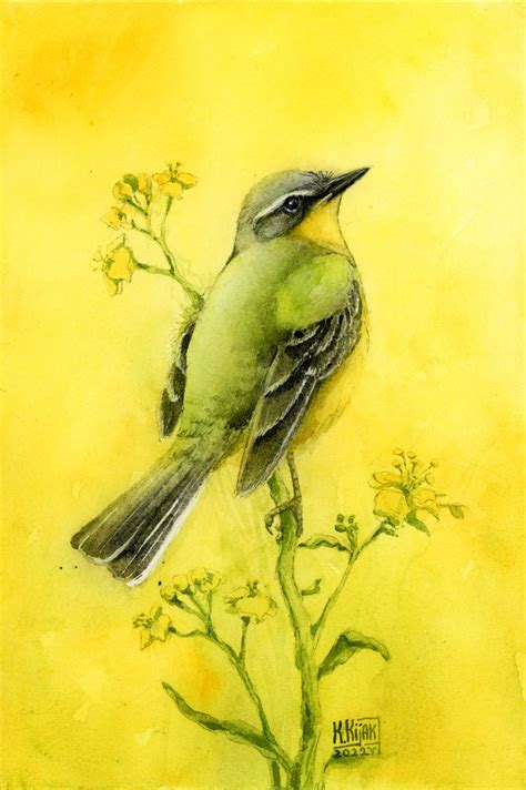 Western Yellow Wagtail Bird In Watercolor Watercolour By Karolina