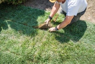 How Long For Sod Lines To Disappear Get Rid Of Sod Lines