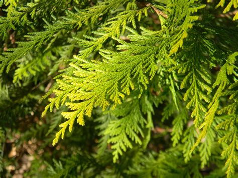 Chamaecyparis Pisifera Japanese False Cypress Sawara False Cypress