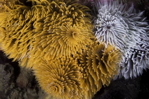 A Few White And Orange Color Feather Duster Worms Or Giant Fanworms