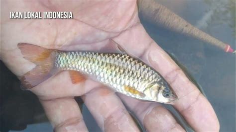 Ikan Wader Cakul Puntius Binotatus Ikan Lokal Asli Indonesia Youtube