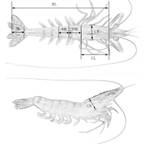 The phenotypic and growth Traits of shrimp Penaeus monodon (Body... | Download Scientific Diagram