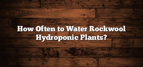 How Often To Water Rockwool Hydroponic Plants Inter Culturalu