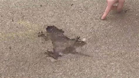 Rat-shaped hole becomes Chicago’s latest tourist attraction