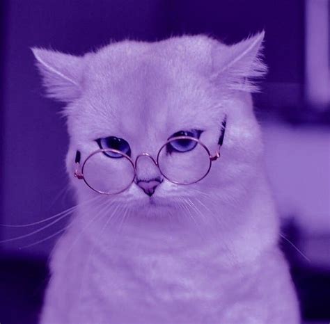 Pin By Lavv1i On Purple Funny Cat Wallpaper Cat Aesthetic Cat Profile