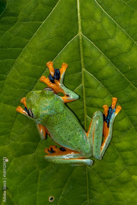 Wallace S Flying Frog Rhacophorus Nigropalmatus Also Known As The