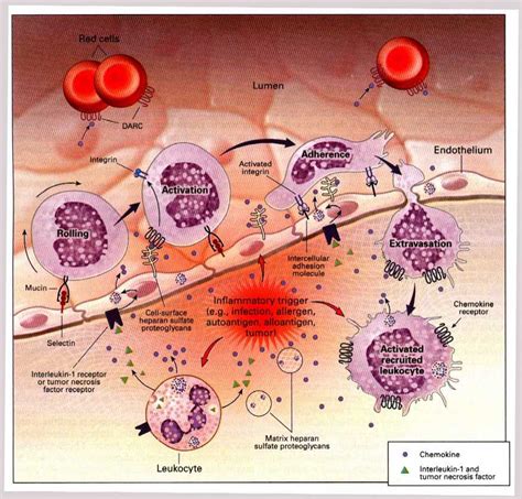 Chemokine Mini Lectures From Univ Stony Brook School Of Medicine