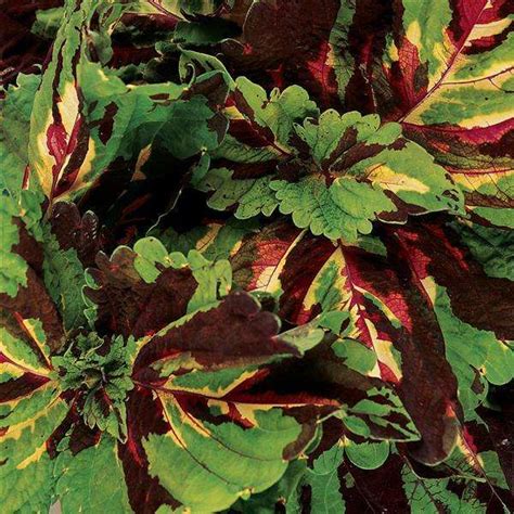 Kong Coleus Parks Brothers Farm Inc