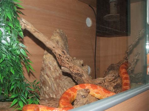 W Midlands Amelanistic Corn Snake with Complete Vivarium Setup ...