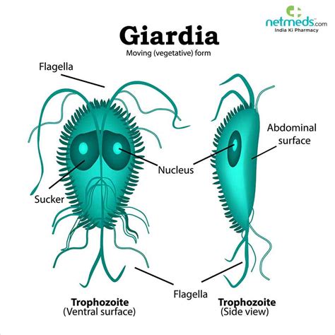 Giardia Lamblia Cyst Diagram