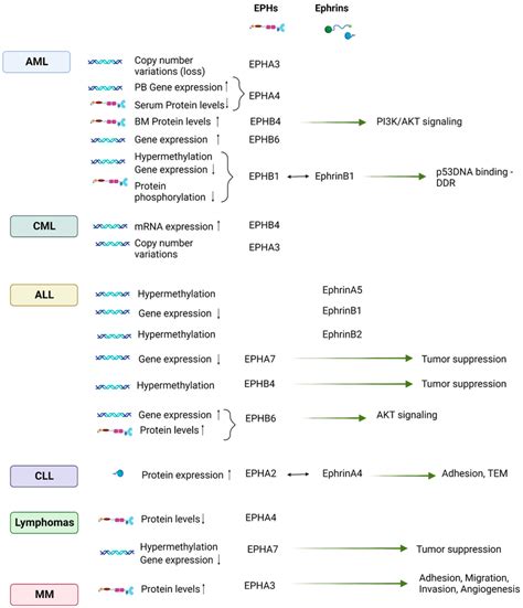 Ephrin Eph Aberrations In Different Types Of Hematologic Malignancies