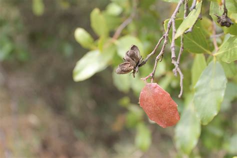 Free Images Tree Branch Blossom Fruit Berry Leaf Flower Food