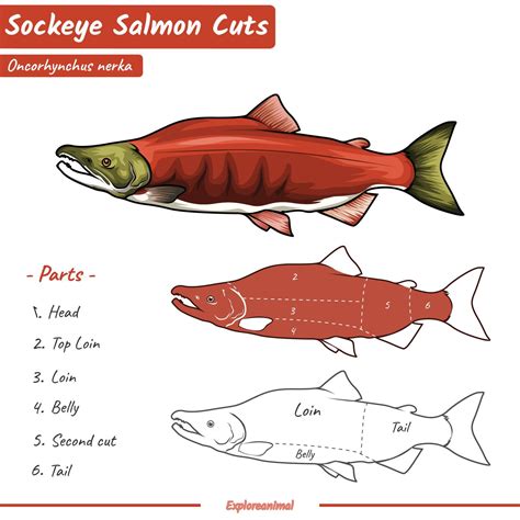 Lachs Oder Sockeye Lachs Schnitte Illustration Das Zeigen Schneiden