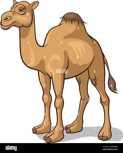 Cartoon Camel Isolated On White Vector Illustration Stock Vector Image