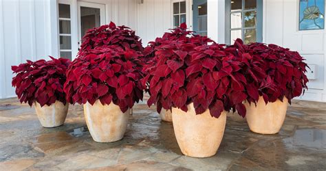 9 Beautiful Red Indoor Plants Best Art Zone