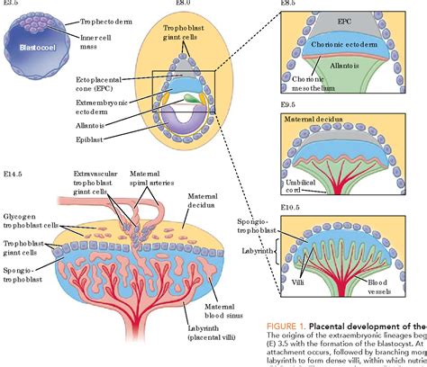 How Does Placenta Develop