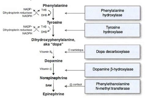 Catecholamine Synthesis - Biochemistry Flashcards | Quizlet