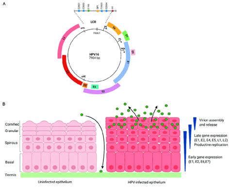 Genomic Organization And The Hpv Life Cycle A The Hpv Genome Download Scientific Diagram