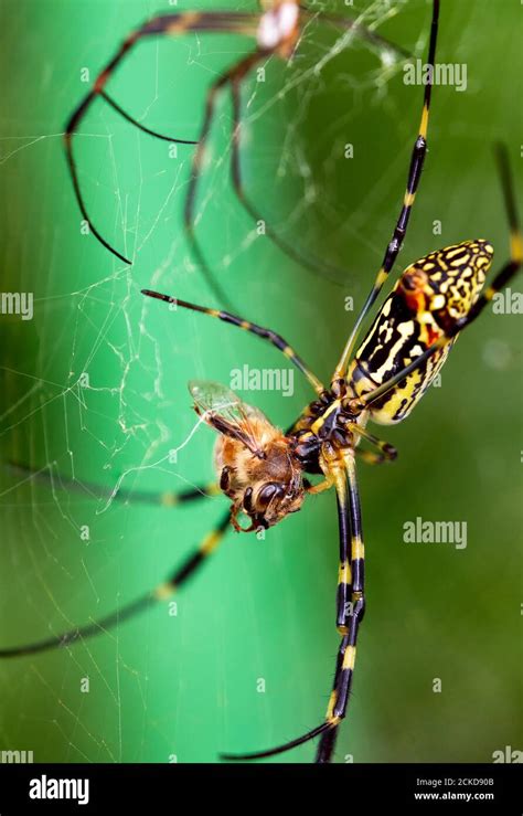 Nephila Clavata Eating An Apis Mellifera Ligustica Stock Photo Alamy