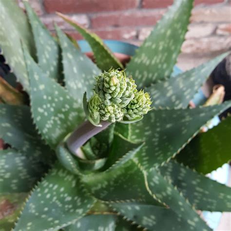 How To Get Aloe Vera To Bloom Every Season 1 Plant In Succulent Soil