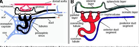 Figure 1 from Towards a molecular anatomy of the Xenopus pronephric ...